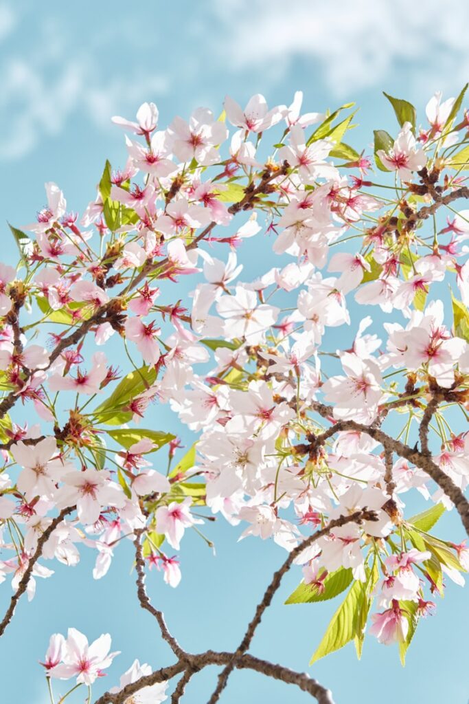 Beautiful cherry blossoms bloom against a sky.
