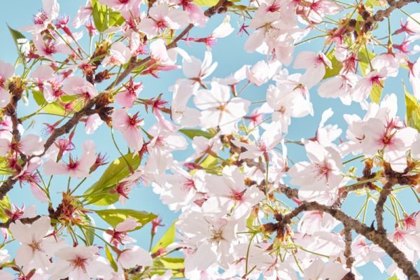 Beautiful cherry blossoms bloom against a sky.